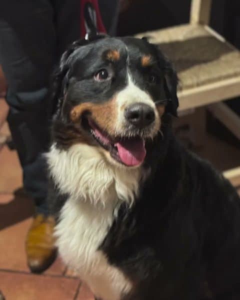 Un boyero de Berna en el restaurante