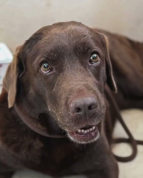Un labrador chocolate tumbado junto a la mesa