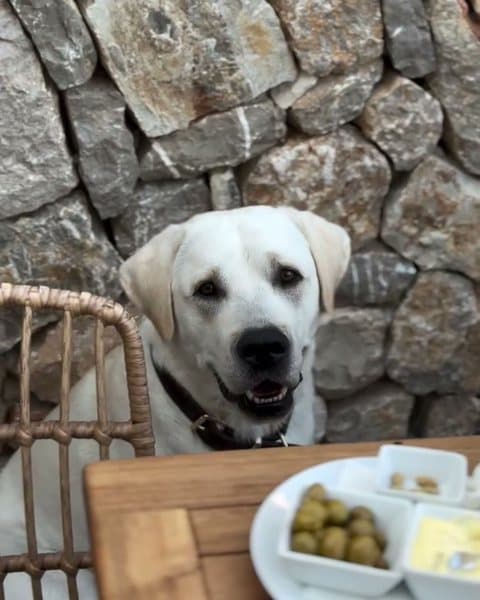 Un labrador blanco junto a una mesa con aceitunas